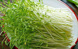 豆苗 Bean sprouts